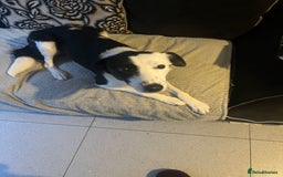 Border Collie dogs for sale: Nellie - Image 1