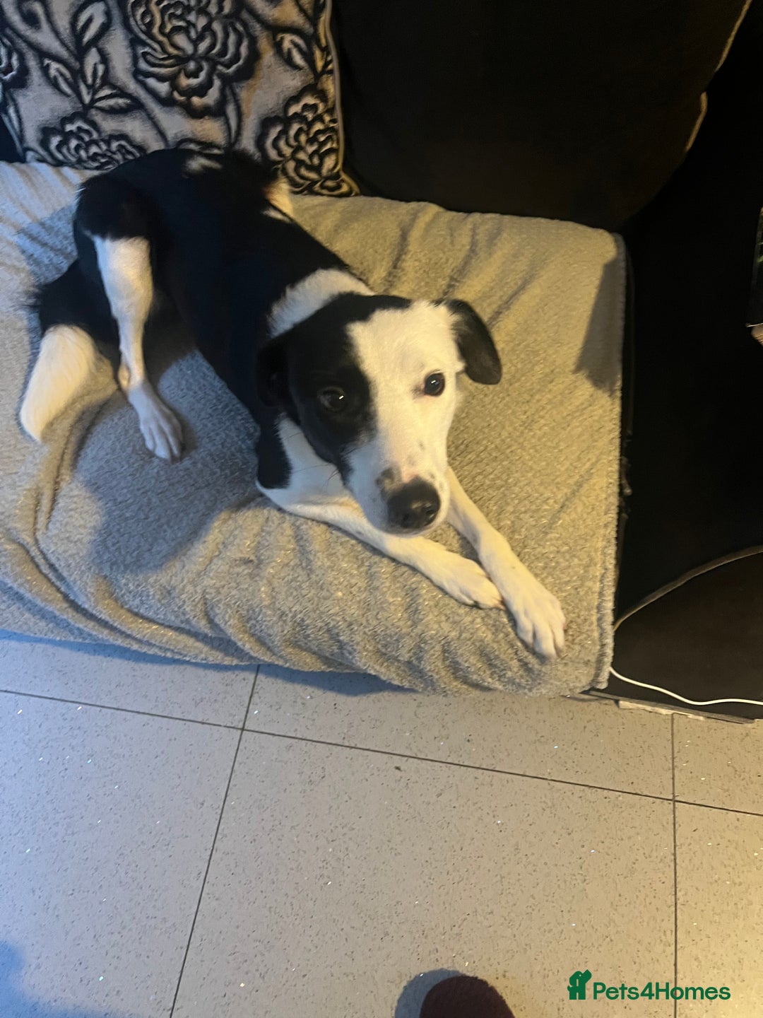 Border Collie dogs for sale: Nellie - Image 1