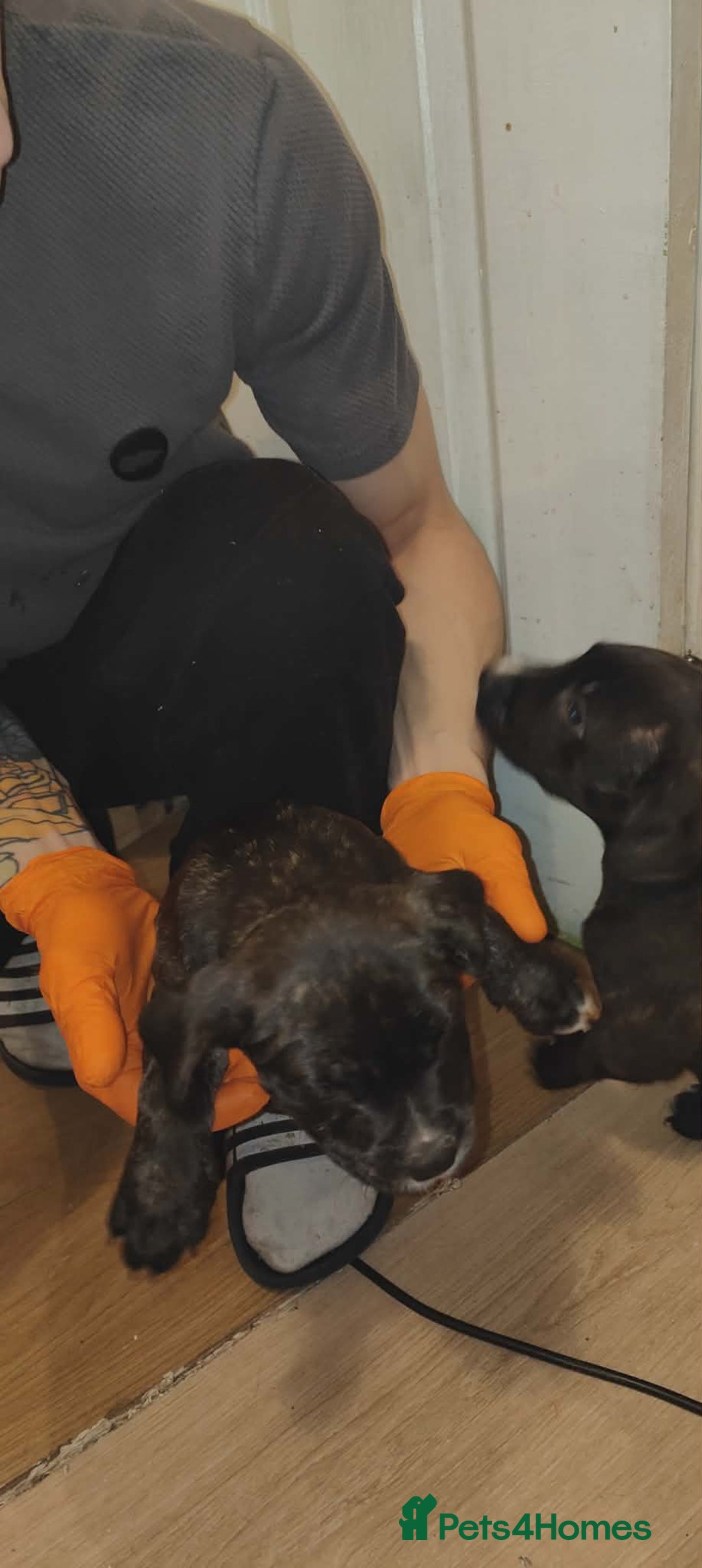 Staffordshire Bull Terrier dogs for sale: Beautiful stunning staffy puppies READY To go !!! - Advert 9