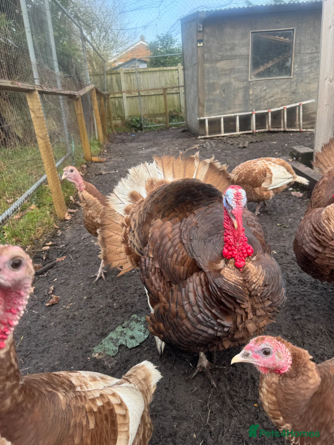 Turkeys poultry for sale: Red Bourbon Turkey hatching eggs and chicks - Advert 6