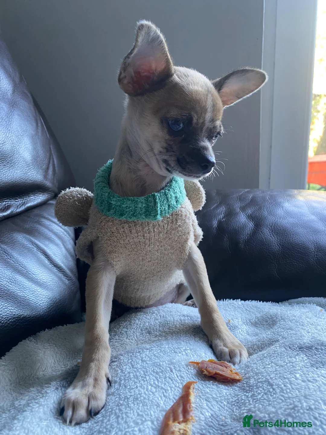 Chihuahua dogs for sale: Beautiful chihuahua puppies £700 - Advert 2