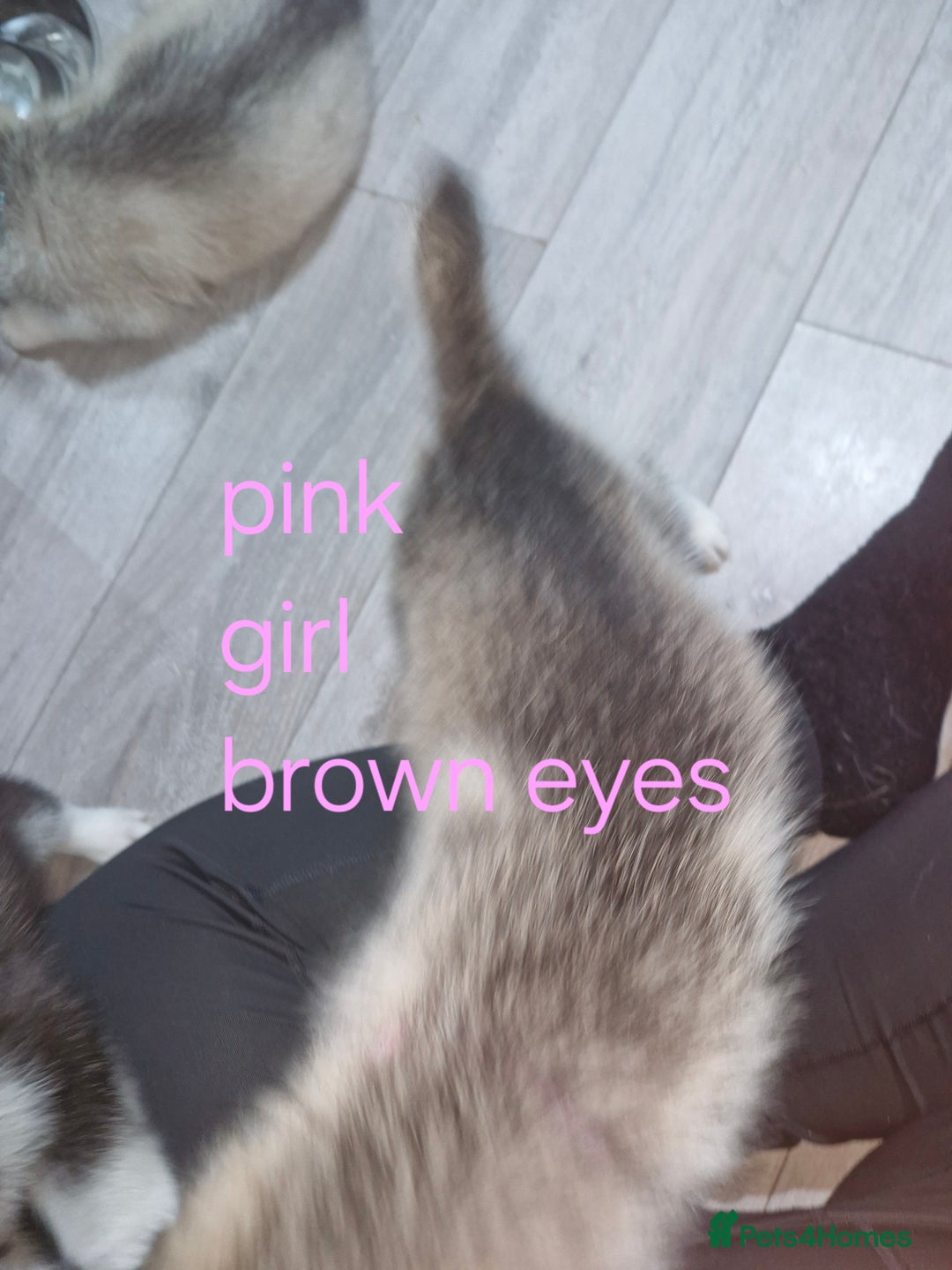 Siberian Husky dogs for sale: 8 husky pups - Advert 12