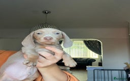 Miniature Dachshund dogs for sale: REDUCED KC miniature dachshunds READY TO LEAVE  - Image 2