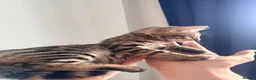 Bengal cats for sale: Beautiful Bengal kittens 2m 1f Price is negotiable in Harrow - Advert 7