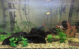 Other/Mixed Breed fish for sale: Selection of tropical fish - Image 3