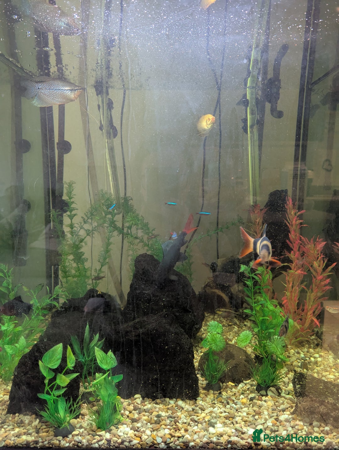 Other/Mixed Breed fish for sale: Selection of tropical fish - Image 3