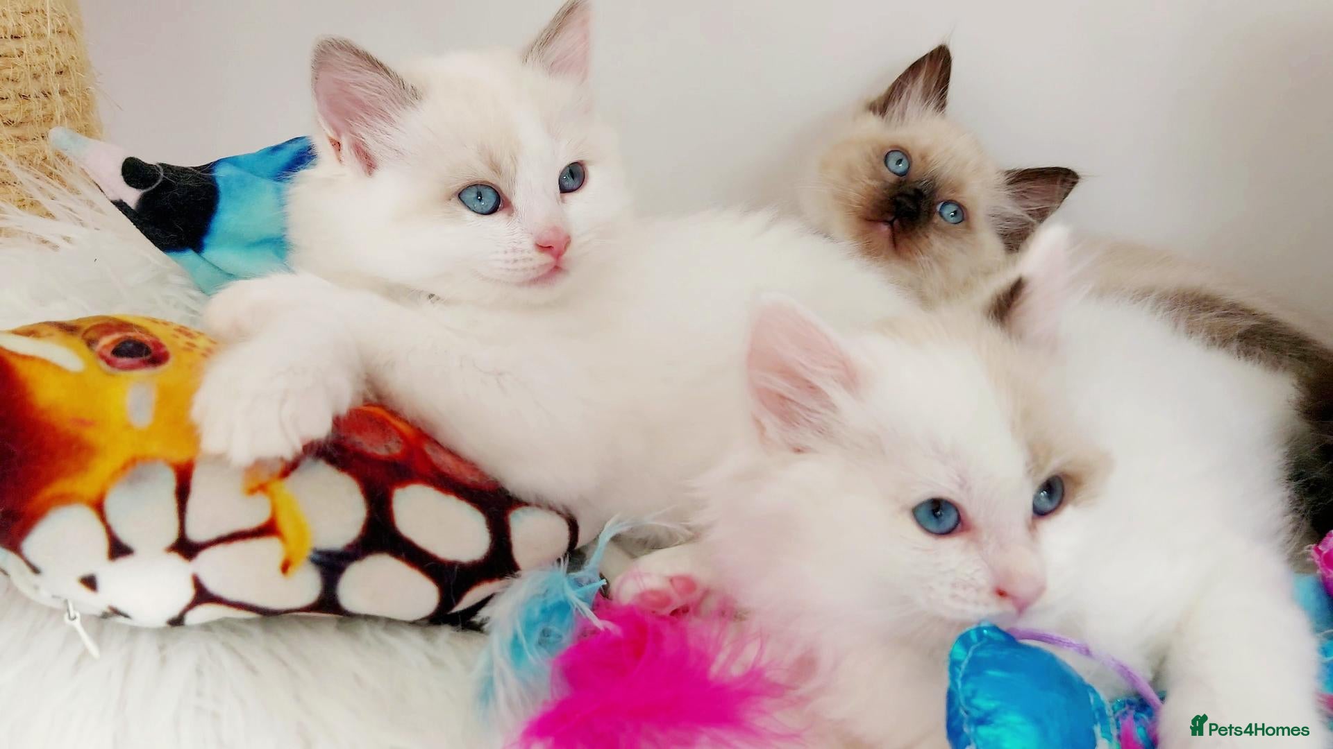 Ragdoll cats BEAUTIFUL CROSS RAGDOLL/PERSIAN 😻😻😻😻  - Advert 5