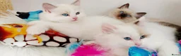Ragdoll cats for sale: ALL RESERVED 😻😻BEAUTIFUL CROSS RAGDOLL/PERSIAN - Advert 6