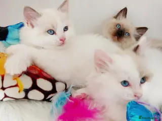 Ragdoll cats BEAUTIFUL CROSS RAGDOLL/PERSIAN 😻😻😻😻 - Advert 5