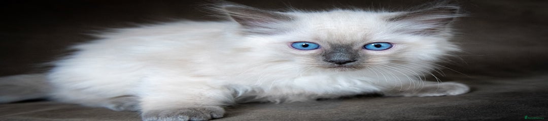 Ragdoll Kitten 4