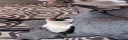 Mixed Breed cats for sale: 4 Beautiful Kittens are available to move in! - Advert 13