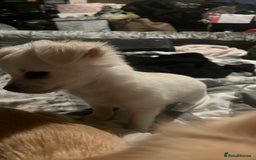 Chihuahua dogs for sale: Long haired chihuahua  - Image 4
