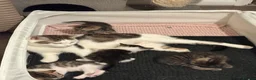 Bengal cats for sale: 🐾 Gorgeous Bengal Kittens – 3 Boys & 1 Girl 🐾 - Advert 2