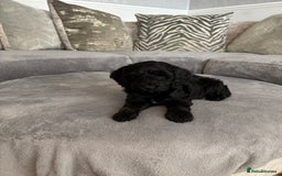 Cockapoo dogs for sale: ONLY 4 BEAUTY’S LEFT 🐶🐶🐶🐶 - Image 17