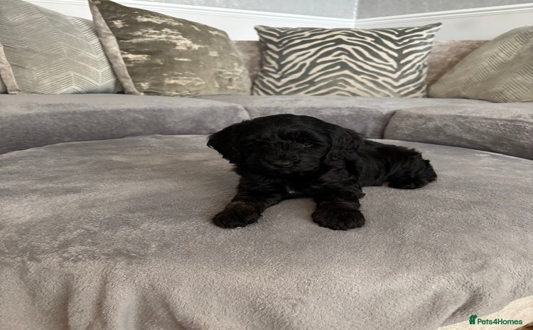 Cockapoo dogs - Advert 2