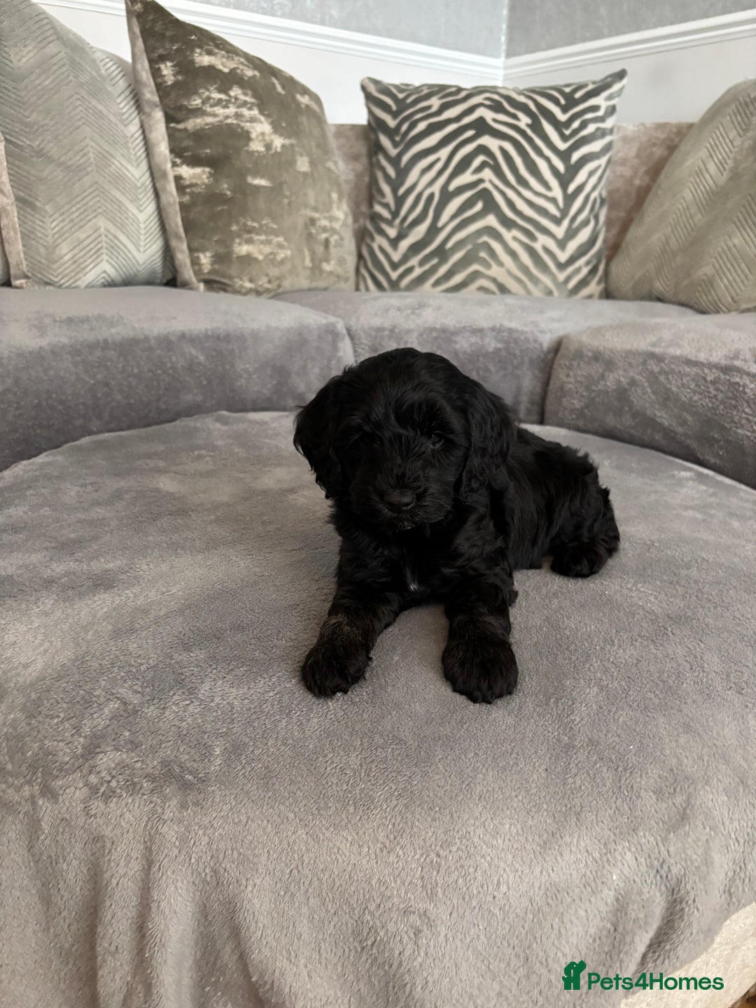 Cockapoo dogs for sale: ONLY 4 BEAUTY’S LEFT 🐶🐶🐶🐶 - Image 17