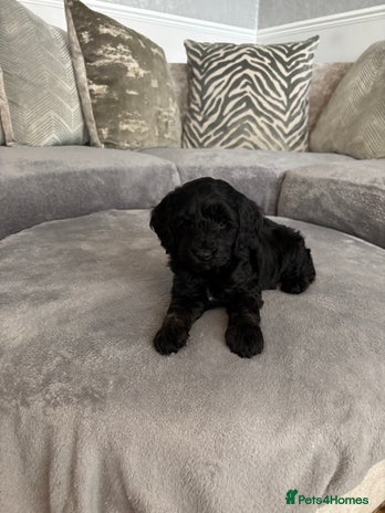 Cockapoo dogs - Advert 3
