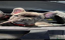 French Bulldog dogs for sale: French bulldog puppies - Image 6