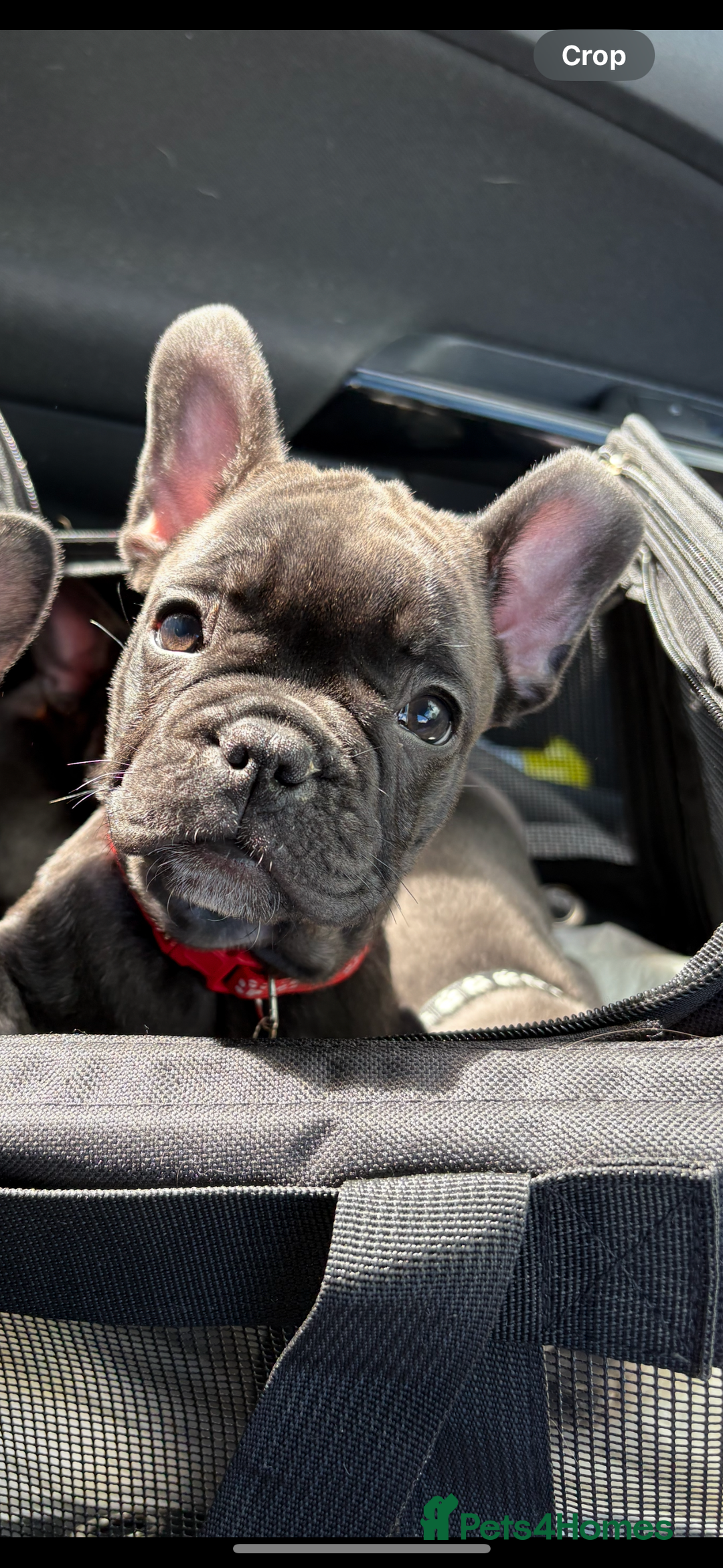 French Bulldog dogs for sale: French bulldog puppies - Image 6