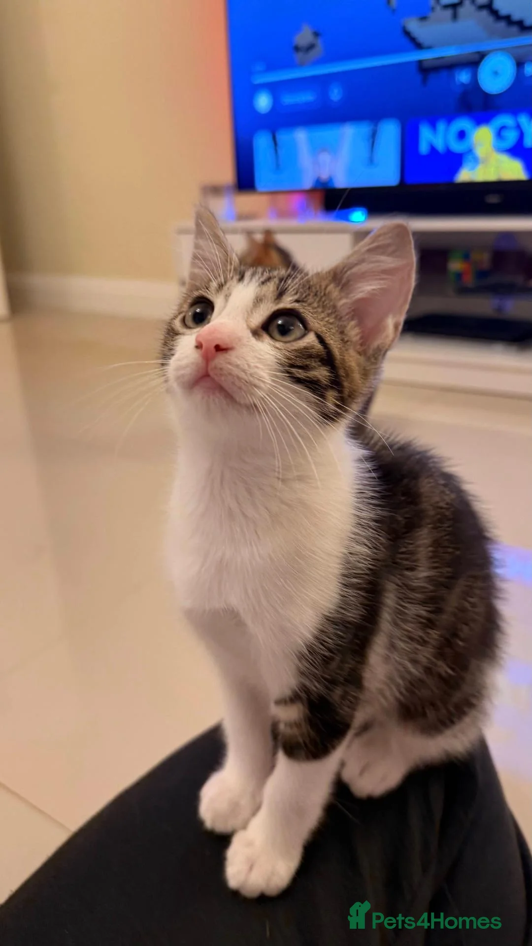 Mixed Breed cats for sale: 12 week old boy kitten available! - Advert 1
