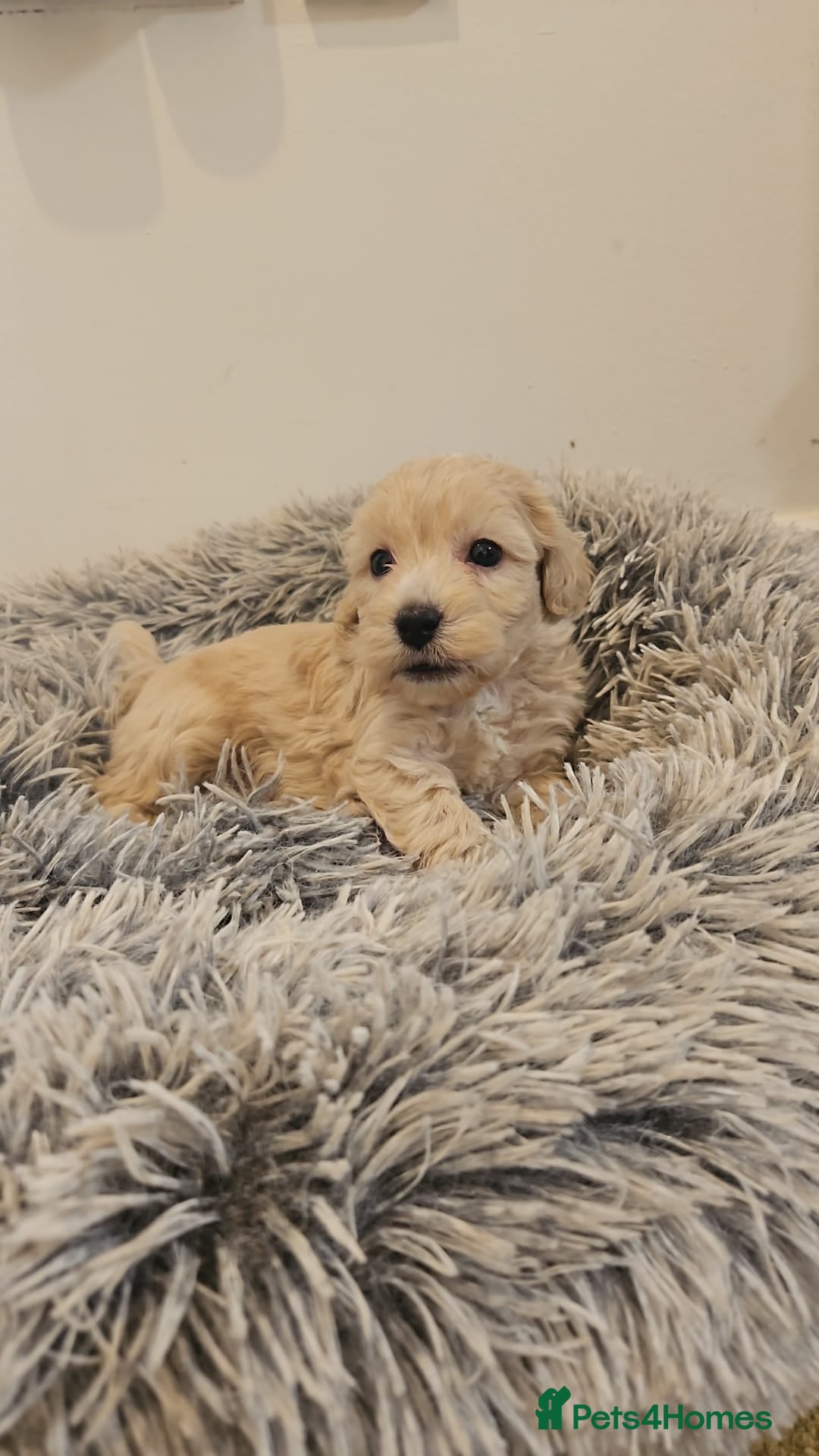 Cockapoo dogs Gorgeous Cockapoo F1B  - Advert 12