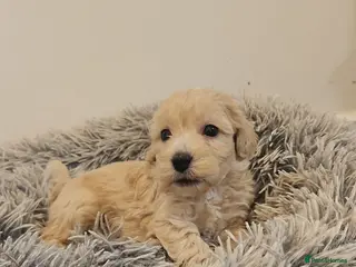 Cockapoo dogs Gorgeous Cockapoo F1B - Advert 12