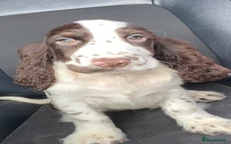Cocker Spaniel dogs for sale: Outstanding KC Show Cockers 🐾 - Image 1
