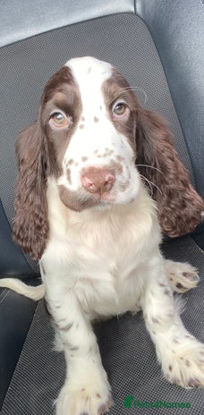 Cocker Spaniel dogs - Advert 2