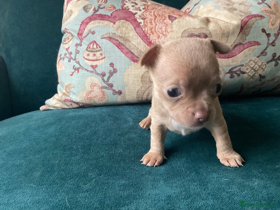 Chihuahua dogs for sale: Beautiful chihuahua puppies  - Advert 15