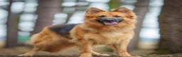 German Shepherd dogs for sale: Stunning health tested german shepherds  - Advert 4