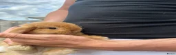 Mini Lop rabbits for sale: Mini lop rabbits  - Advert 5