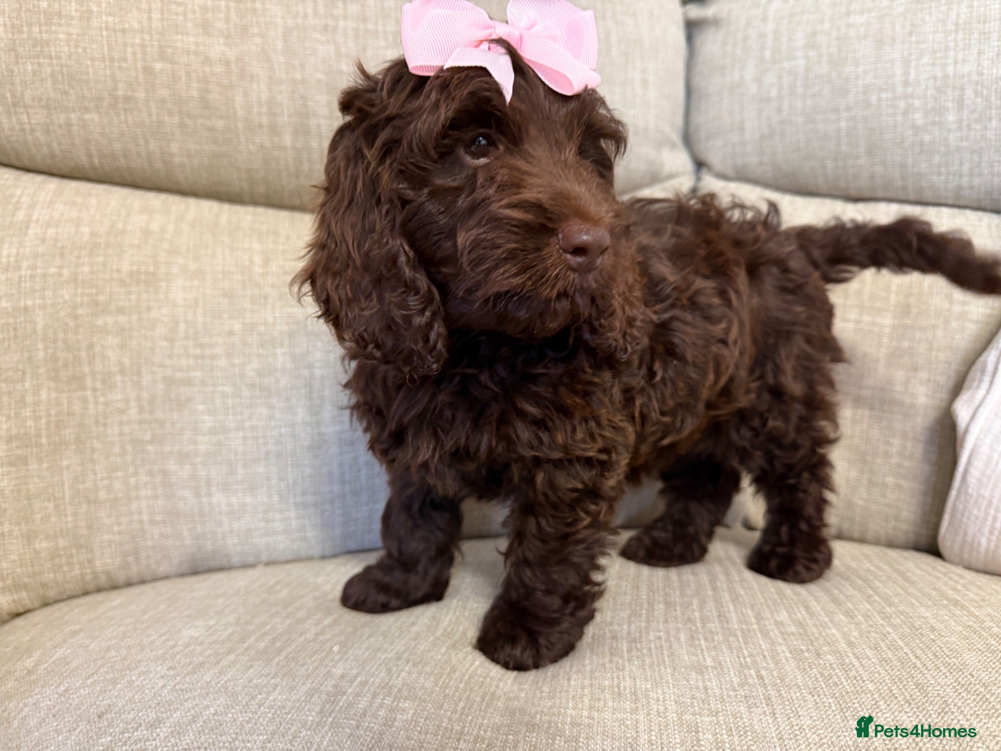 Cockapoo dogs F1 cockapoo puppies for sale  - Advert 1
