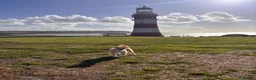 Mixed Breed dogs for adoption: Beautiful little Pearl needs a forever home - Advert 8