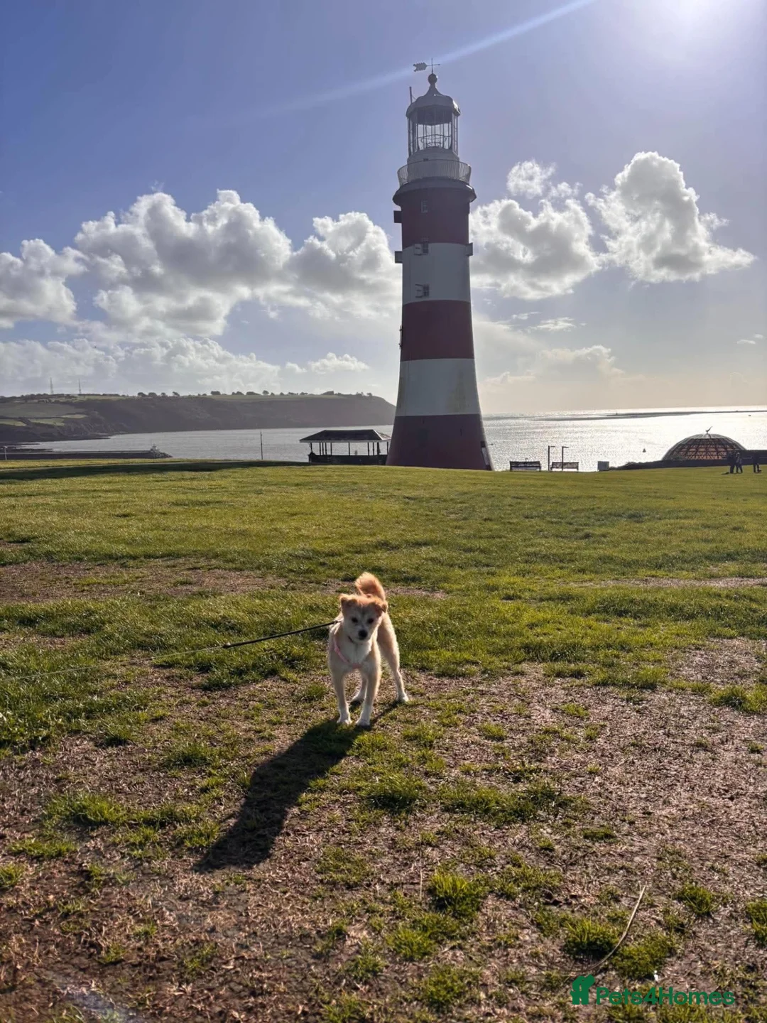 Mixed Breed dogs for adoption: Beautiful little Pearl needs a forever home - Advert 8
