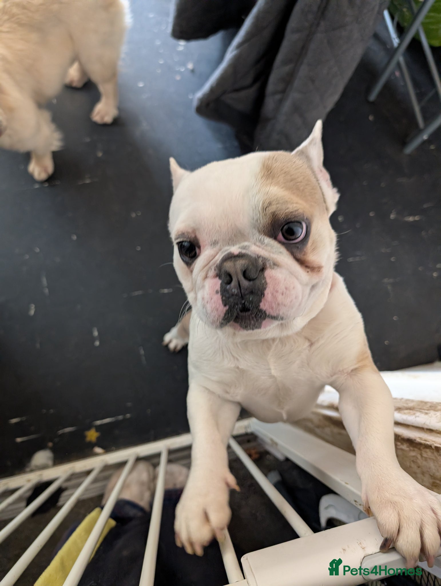 French Bulldog dogs Boo needs a new forever home - Advert 4