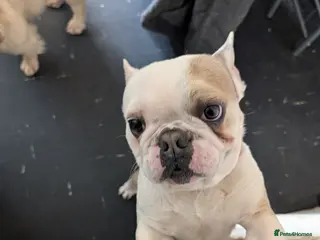 French Bulldog dogs Boo needs a new forever home - Advert 3
