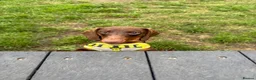 Miniature Dachshund dogs for stud: Handsome Miniature Dachshund Stud – Pedro - Advert 3