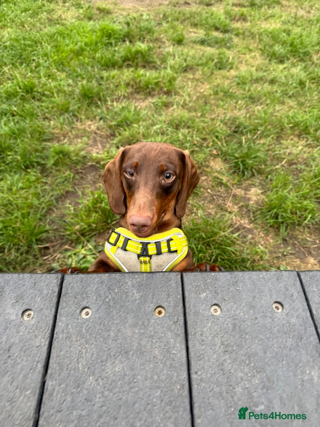 Miniature Dachshund dogs for stud: Handsome Miniature Dachshund Stud – Pedro - Advert 3
