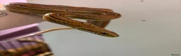 Corn Snake reptiles for sale: Male and female corn snakes  - Advert 4