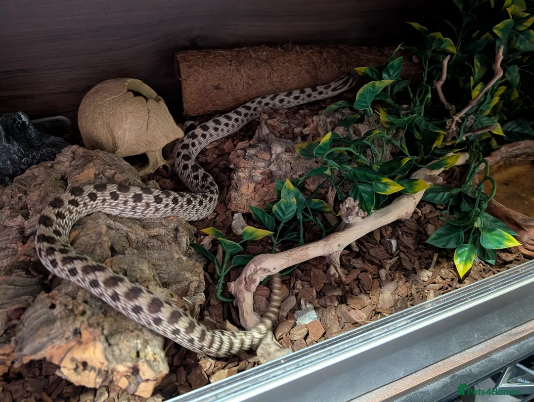 Snake reptiles for sale: Hognose snake for sale  - Advert 4