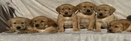 Labrador Retriever dogs for sale: Beautiful litter of KC reg Labrador puppies  - Advert 4
