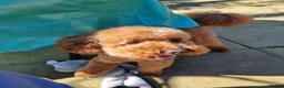 Miniature Poodle dogs for stud: Marley KC Red miniature Poodle for stud only - Advert 2