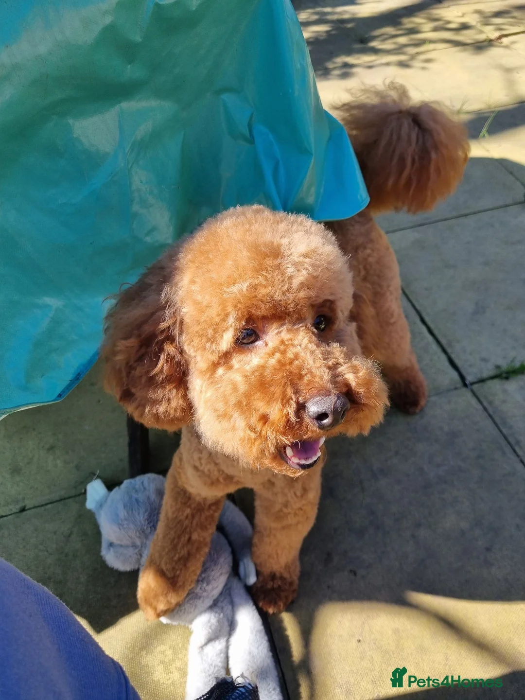 Miniature Poodle dogs for stud: Marley KC Red miniature Poodle for stud only - Advert 2