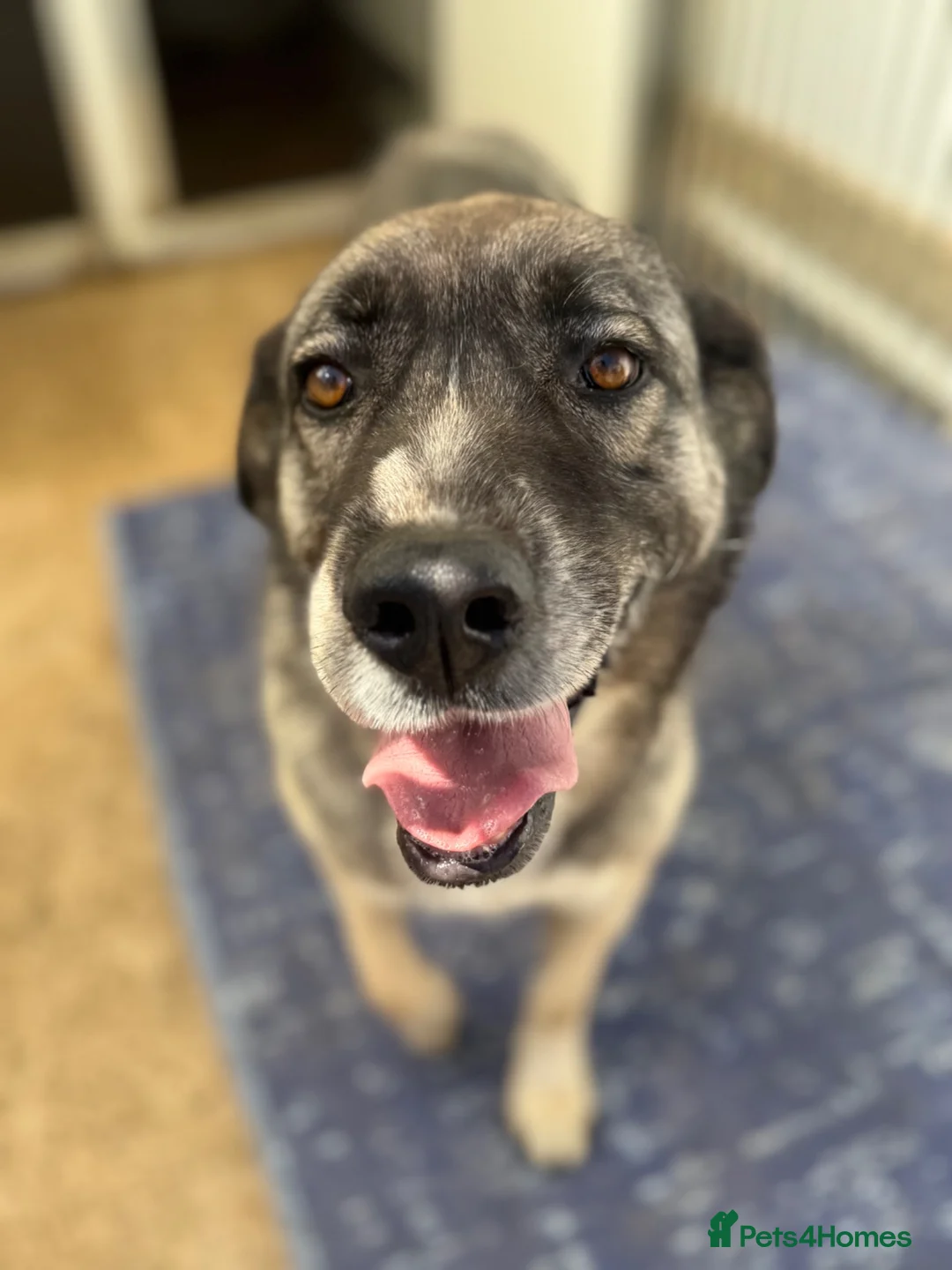 Mixed Breed dogs for adoption: Tully is waiting for a family  - Advert 2