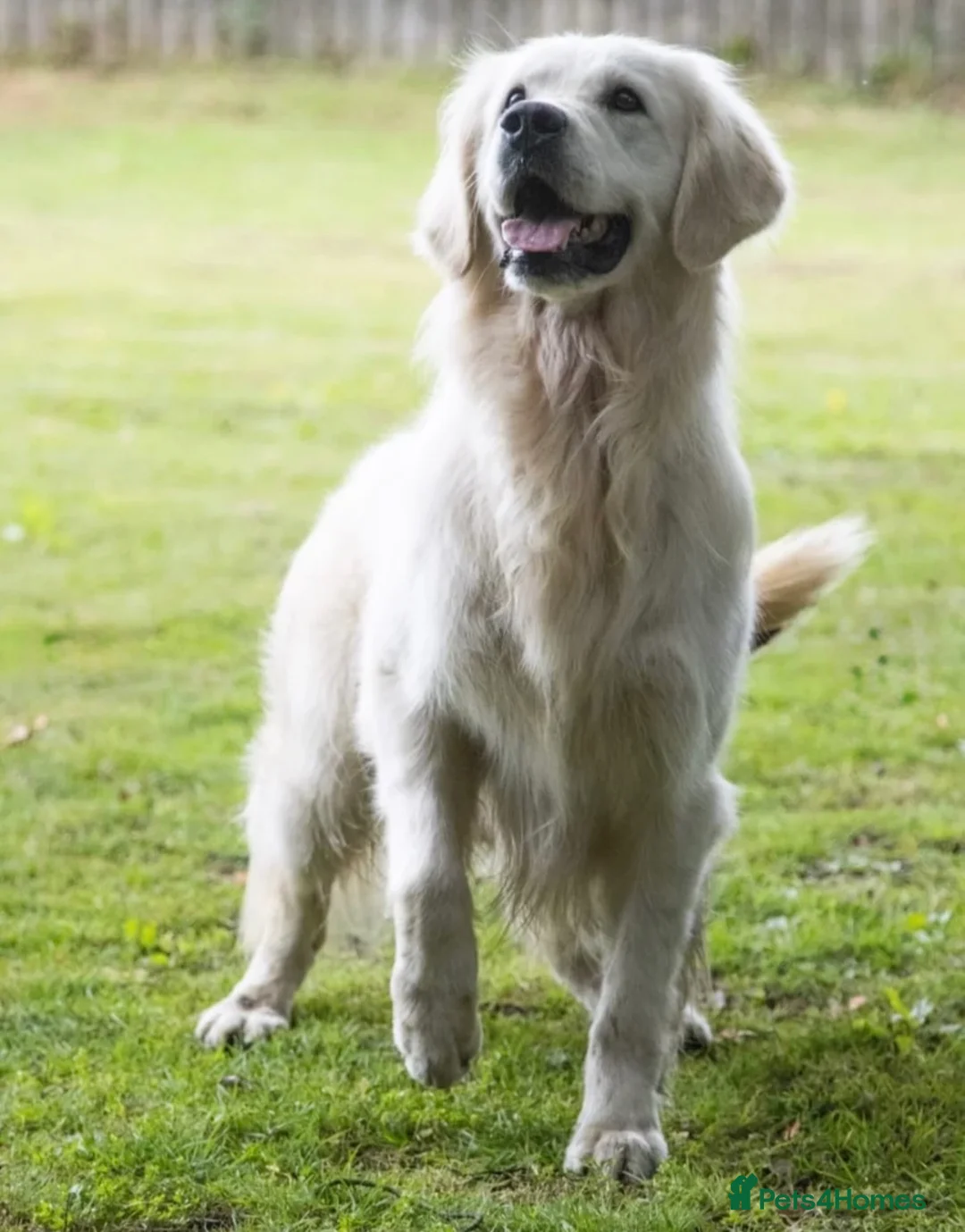 Golden Retriever dogs for sale: Beautiful golden retriever puppies  - Advert 11