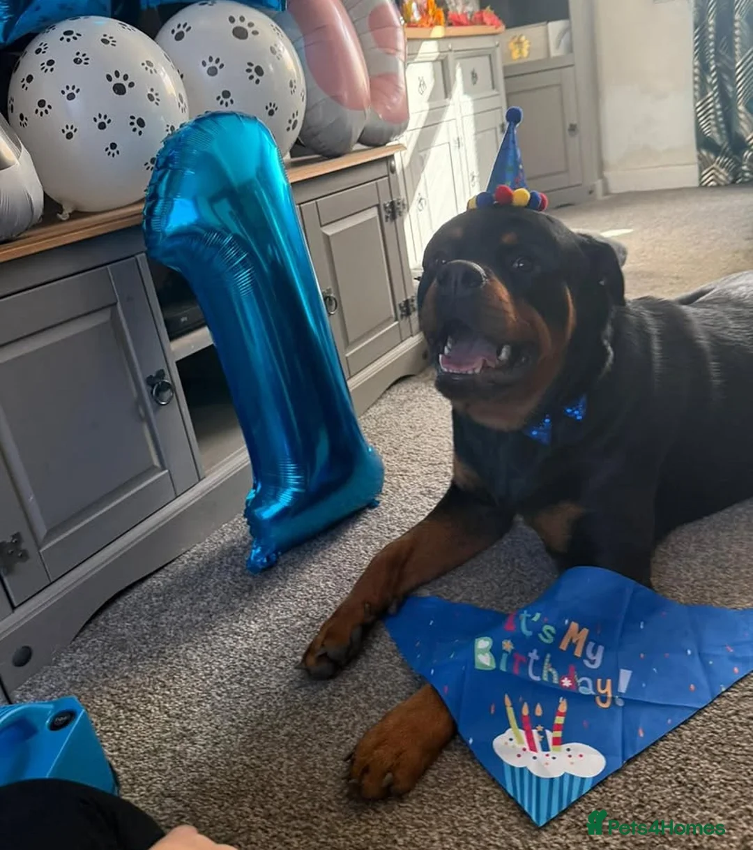 Rottweiler dogs for sale: AMAZING PEDIGREE REGISTERED ROTTWEILER PUPPIES - Advert 11