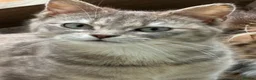 Siberian cats for sale: Rare Beautiful Cats Looking For a Loving Home in Blackburn - Advert 5