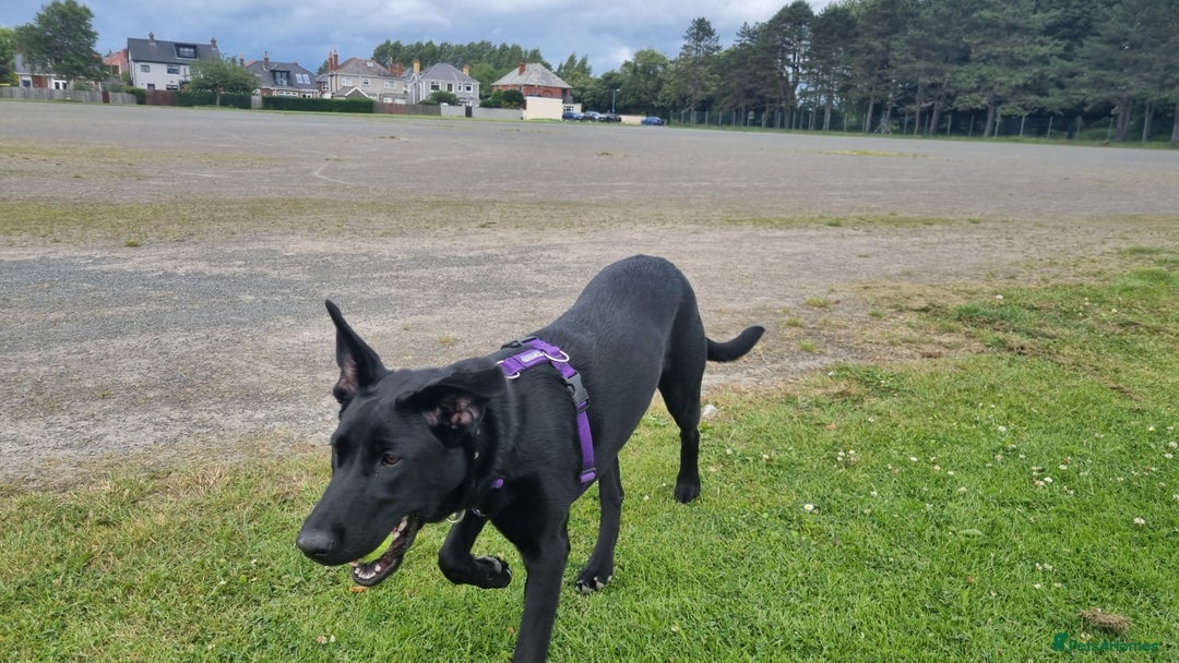 Mixed Breed dogs for sale: 8 month old Sheprador + Crate, Toys and Food - Image 2