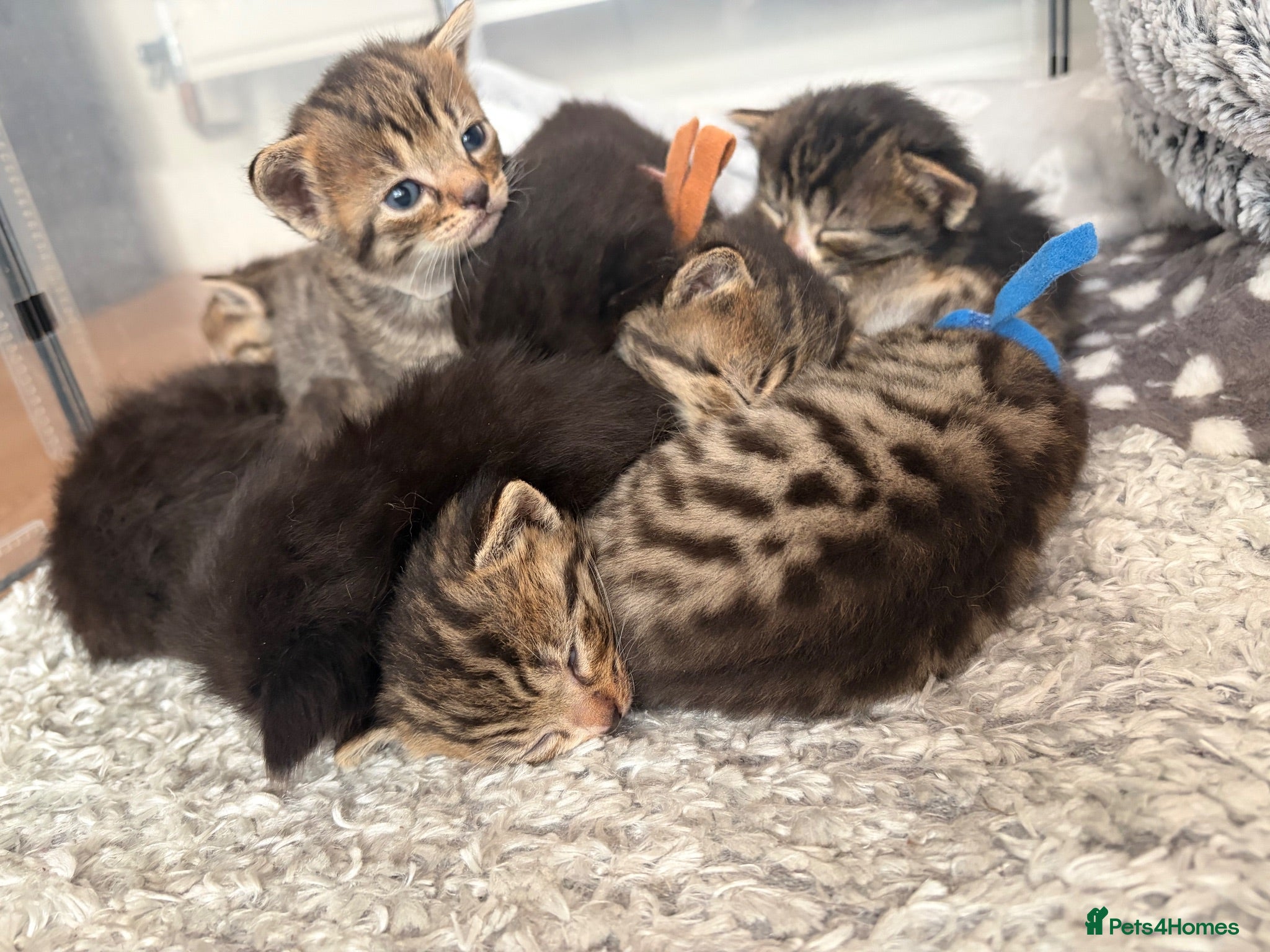 British Shorthair cats 🐾 10 Adorable Kittens - girls & boys - Advert 1