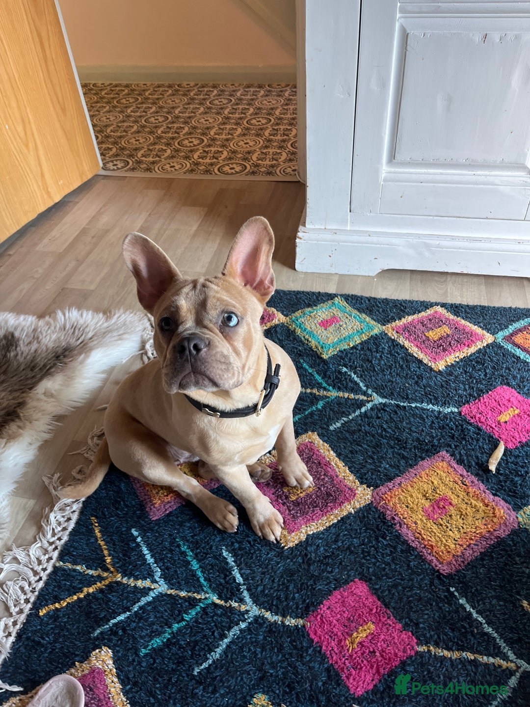 Mixed Breed dogs for sale: Frenchie cross  - Image 2